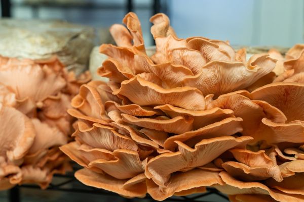 Rosenseitlinge aus unserer Kultivierung – Foto: Markus Wolf / Geopark Ries kulinarisch